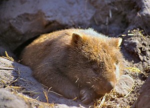 Wombat