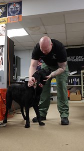 3.8K views · 68 reactions | The Allegheny County Jail welcomes a new therapy dog! Meet Fergus, a 5-year-old Labrador Retriever. Fergus and his handler will work with the juvenile populations during bi-weekly visits to the facility. Give Fergus a warm welcome in the comments! | Allegheny County Government | Facebook