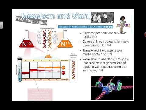 Meselson and Stahl Experiment (2016) IB Biology