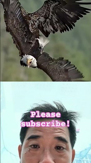 Young Eagle Challenges a Bald Eagle in Mid-Air! 🦅⚡. #BaldEagle #Wildlife #Nature #BirdsOfPrey