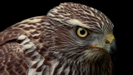 海信4K演示片——影像之美(2160P)片段高码率测试