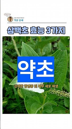 삼백초 효능 3가지 #삼백초효능 #삼백초약초 #삼백초건강