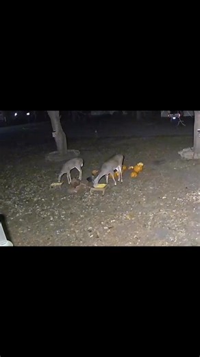 69 reactions · 9 comments | Had a great turnout for the Thanksgiving feast 歷   I love it so much殺 | Jen Kirchhoff | Facebook