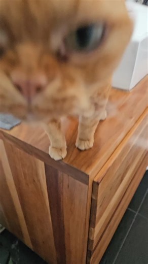 ALF Returns: A Nostalgic Look at Peanut Brain Humor