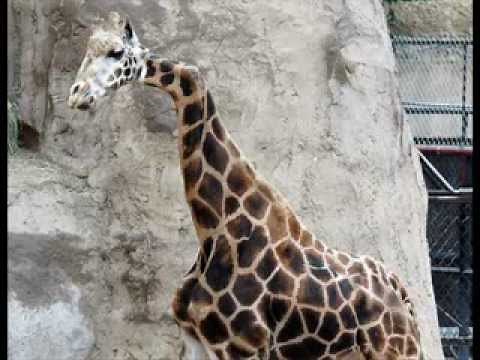 Deformed, Mutated, Genetically Modified Animals Part 2!