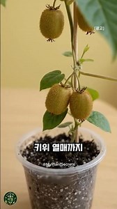 Don't Throw Away Your Kiwi Seeds! How to Grow a Kiwi Tree at Home #Gardening #PlantCare