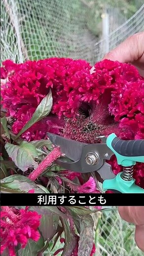 Celosia has been a familiar part of daily life since ancient times.