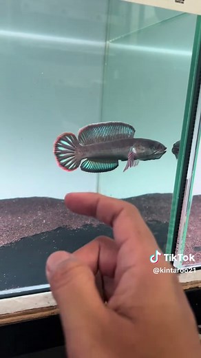 Understanding Blue Bengal Fish: Channa Maru and Stewartii