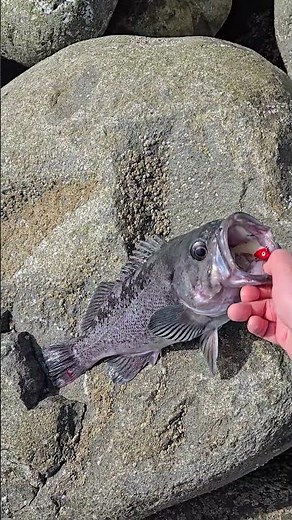 Landed Another Huge Black Rockfish from Jetty (PNW) - Jetty Fishing 03/28/2026
