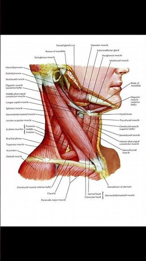 Muscles of the Neck & Deep Structures | Lateral View Anatomy for Medical Students