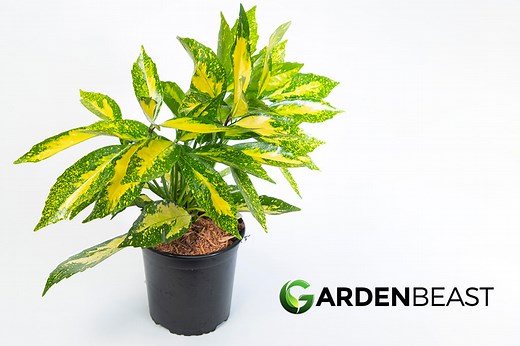 Aucuba Japonica Guide: How to Grow & Care for “Gold Dust” Plants