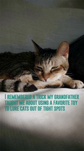 This Incredible Cat Hack Will Make You Go Crazy