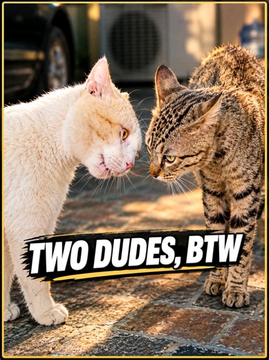 Two Dudes Cat Dance: Cuteness Overload Kitten Video