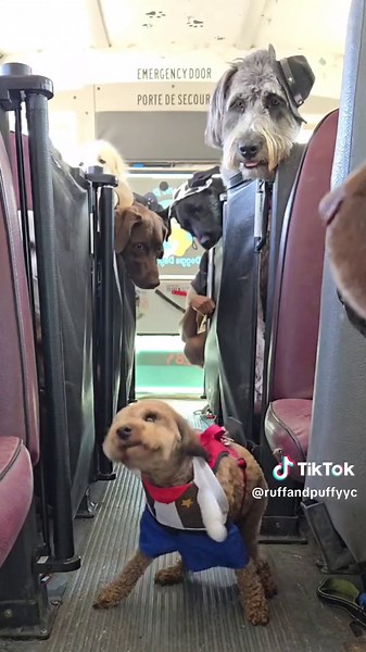 Chef Toby was on point with his doggie pancakes 🥞 #shrek #dogsoftiktok #pancakes #funny #lethimcook