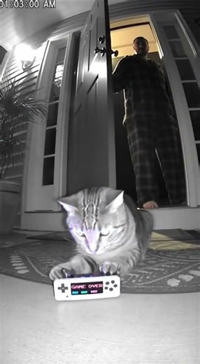 3 AM Tetris high score attempt! 🎮😼