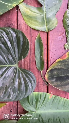 Just a friendly reminder that yellow leaves are normal (especially if it’s the oldest leaf going yellow) it doesn’t mean that there is anything wrong with your plant. Leaves have a limited time span & as long as your plant has a healthy root system, new leaves will grow. I choose to cut them because I hate looking at damaged leaves & my plants don’t mind it but of course always check if there might be a more sinister reason why the leaves are yellowing (root rot, pests, shock induced by changes 