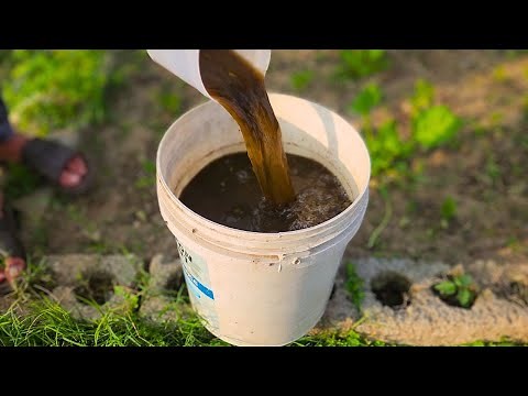 This POWERFUL Fertilizer Will Make Your Tomatoes EXPLODE with Fruits!