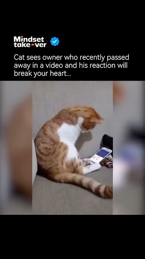 524K views · 16K reactions | My heart is aching 梁 Like this content? Follow @mindsetakeover :) (Via YT/ Thepawchannel)  Please send a direct message for credit or removal requests. All rights are reserved to the original creator. We do not claim ownership of any content featured in this post. #sad #sadquotes #emotionalvideos #wholesome | Mindsetakeover | Facebook