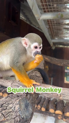 1.6K views · 22 reactions | Squirrel monkeys have the largest...