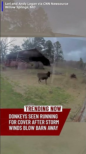 Storm winds blow barn away, sending donkeys scrambling for cover