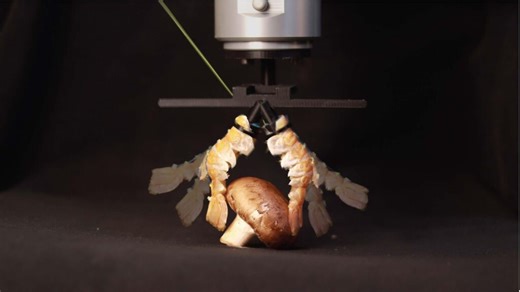 Bio-hybrid robots turn food waste into functional machines - Robohub