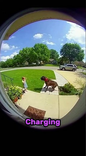 Hero Cat Saves Child From Vicious Dog Attack | Caught on Camera