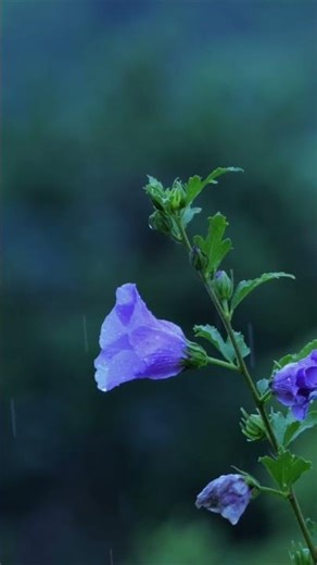 Deep Relaxation ASMR 🌧️ Nature Rain Vibes #shorts