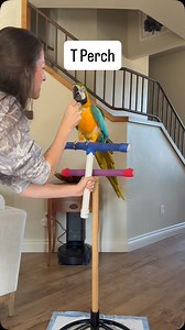 Mr. Macawley can be a bit intimidating at times, and needs more training to be 100% comfortable stepping up on hands and trusting his humans without fear. This T perch is a great tool to allow pet sitters or anyone else familiar with Mr. Macawley to get him from point A to point B without fear of getting bitten. It will also give him some space and hopefully be less scary for him if someone he doesn’t trust needs to move him to/from his cage. This will be our main priority in training (along wit