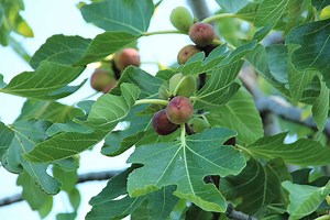 How To Prune Fig Trees The Right Way For Bigger, Better Harvests