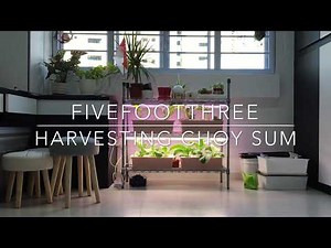 Harvesting Hydroponic Grown Choy Sum (Chinese Flowering Cabbage)