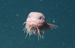 Three new species of snailfish discovered in the deep Pacific Ocean