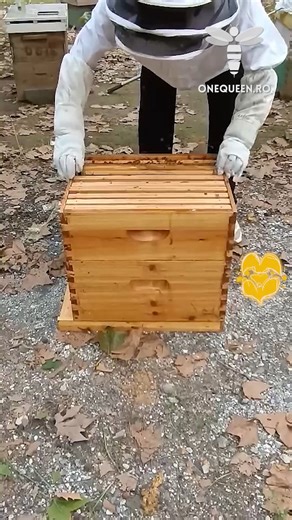 Beekeeping is about being prepared for problems with fixes in advance, so don't wait for spring to come and overwhelm you, and make sure you have all the gear prepared For full videos, check these channels: @ty-fry_honeyfarm - YouTube @FlowHive - YouTube @multi-sweetgroup5964 - YouTube @brunofierrovillanueva - YouTube | OneQueen.ro