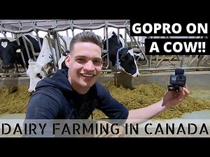 I Put A Camera On A Cow!!