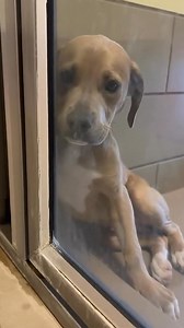 Shirley's final hour—her eyes say "I love you," don't look away 😢 In the stark isolation of a shelter kennel, where the glass door reflected only emptiness, a gentle pit bull named Shirley pressed her nose against the cold barrier, her soft brown eyes filled with a lifetime of quiet love. Once the heart of a home—cuddling children, greeting her family with joyful wags—she had been surrendered when age slowed her steps and illness dimmed her light. Now, in her final hour, Shirley waited not for 