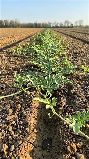 Watermelon Patch from Seeds to Sprawling Fruit Field #watermelon #growth #planet