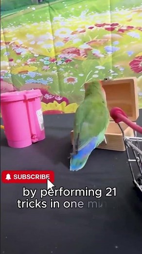 Smartest Parrot Ever — 21 Tricks in 1 Minute! 🦜 #worldrecord