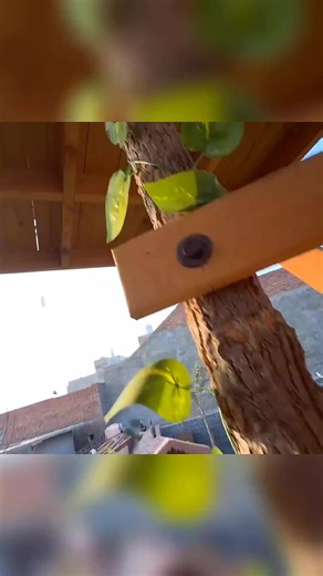Daily Vlog: Adorable Pets and Cute Animals