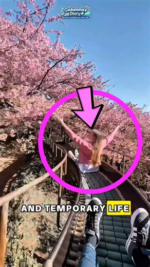 The Hidden Meaning of Japan’s Sakura Trees 🌸