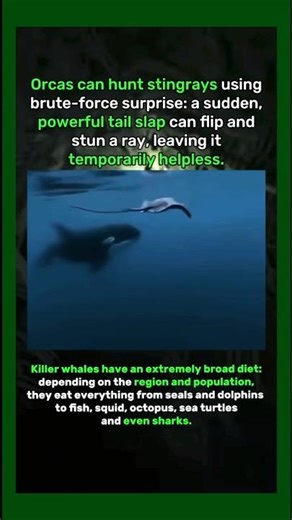 How Orcas Safely Hunt Venomous Stingrays