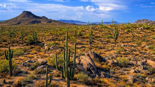 Cactus desert under the blue sky