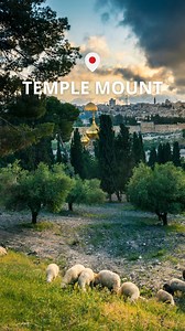 Must See Temple Mount Tour! Explore Solomon & Herod Detailed video tour showing everything there is to see on the Temple Mount. We'll explore Solomon & Herod's Temple Platform locations, the Antonia Fortress, Eastern Gate, Royal Stoa, Solomon's Portico, Al Aqsa Mosque, Dome of the Rock & its platform, and more. Full video: https://youtu.be/jffLw_03JVQ #bible #Jerusalem #biblestudy #Temple #TempleMount | Holy Land Site