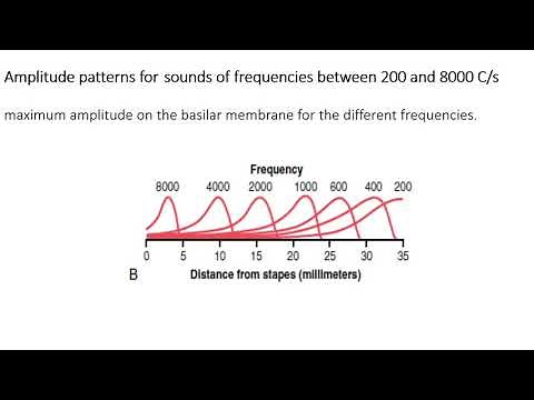 Perception of Sound at cochlear level. Place Theory and volley principle of hearing