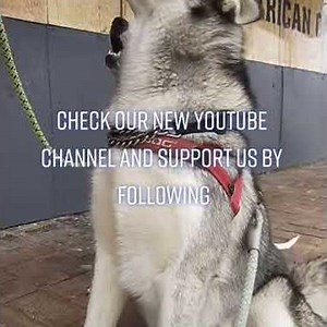 Siberian husky get red rocket over sausage