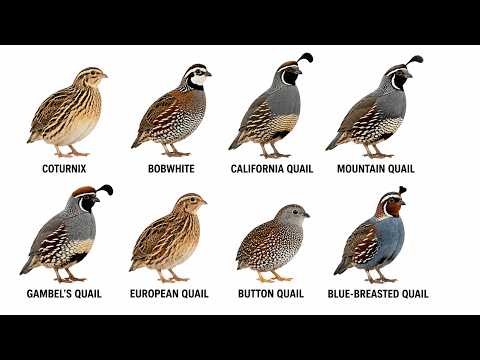 EVERY QUAIL BREED EXPLAINED 🐦