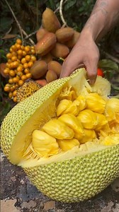 Cempedak madu susu #reels #fruit
