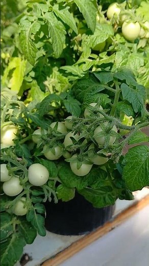 Micro Dwarf Tomatoes are coming in nice! #gardening #garden #tomatoes