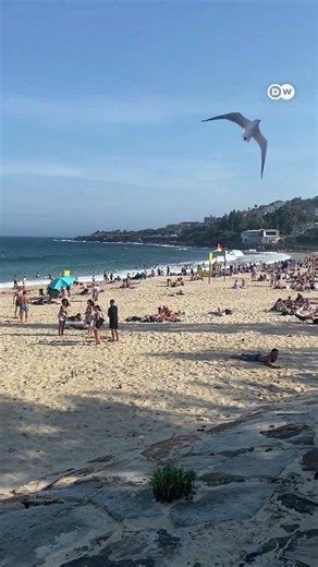 Why is the Australian government giving away free electricity? [Australia’s free electricity]