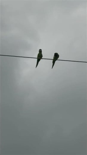 Wild Quaker Parrots (Hollywood)