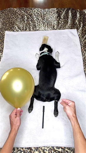 Voldemort doesn’t stand a chance against a Boston Terrier dog fart #bostonterrier #dog #funnydog #fart