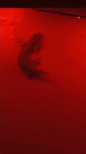 hes growing it's tail back 🥹 #trending #lizard #lizardlife #cute